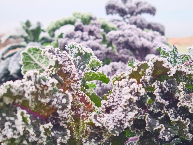 Closeup photo of kale plants with a coating of frost that picks out the all the detail of the curly edges of the leaves