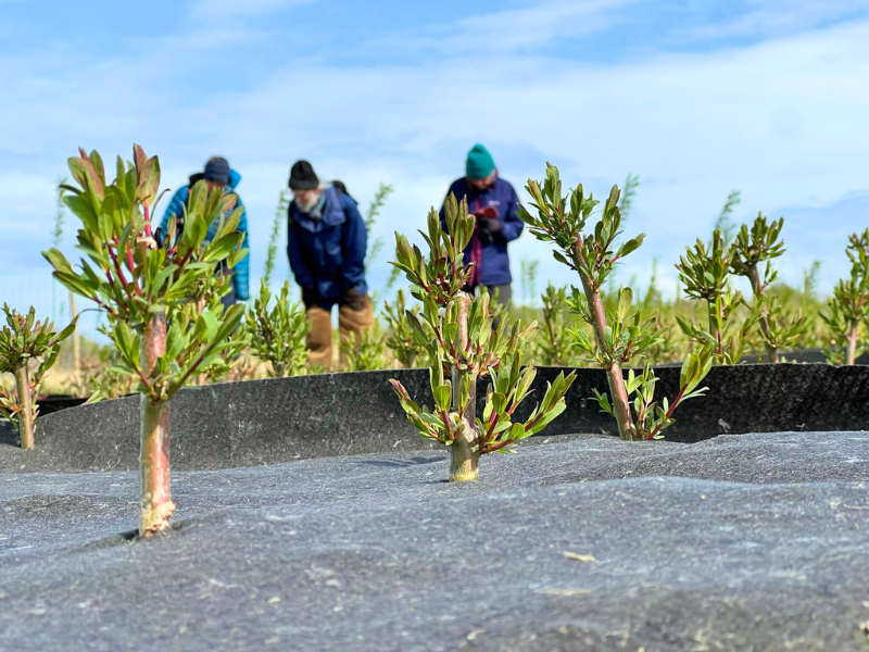 Closeup of some small willow plants growing through a mulch mat, with people working behind