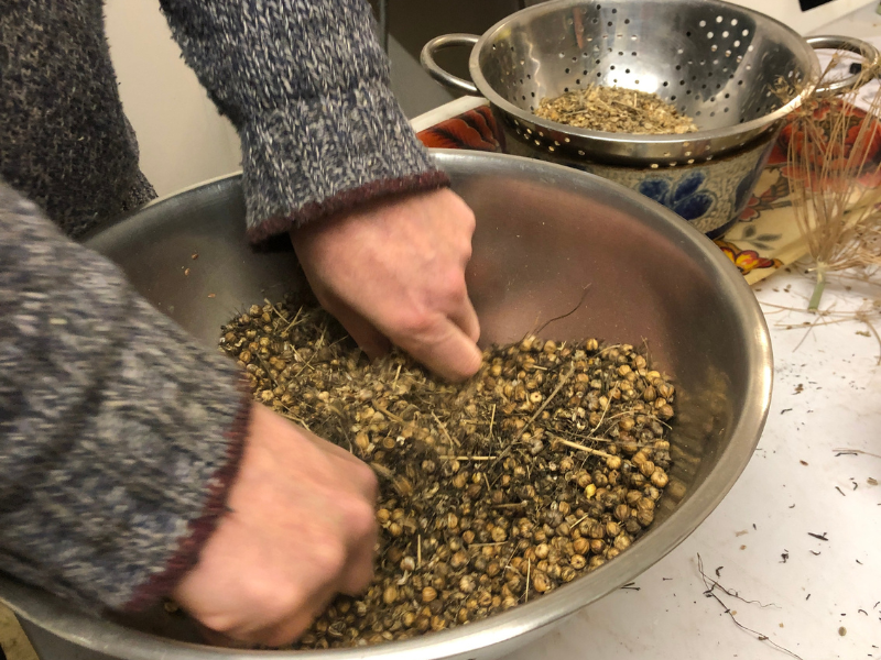 1 Hands working on seeds in a bowl, with a colander behind