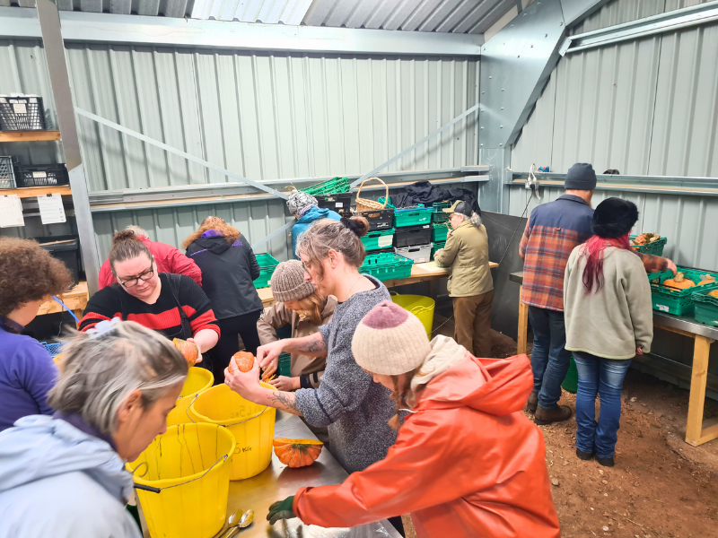 Numerous people working in the farm's packing shed on taking seeds out of pumpkins