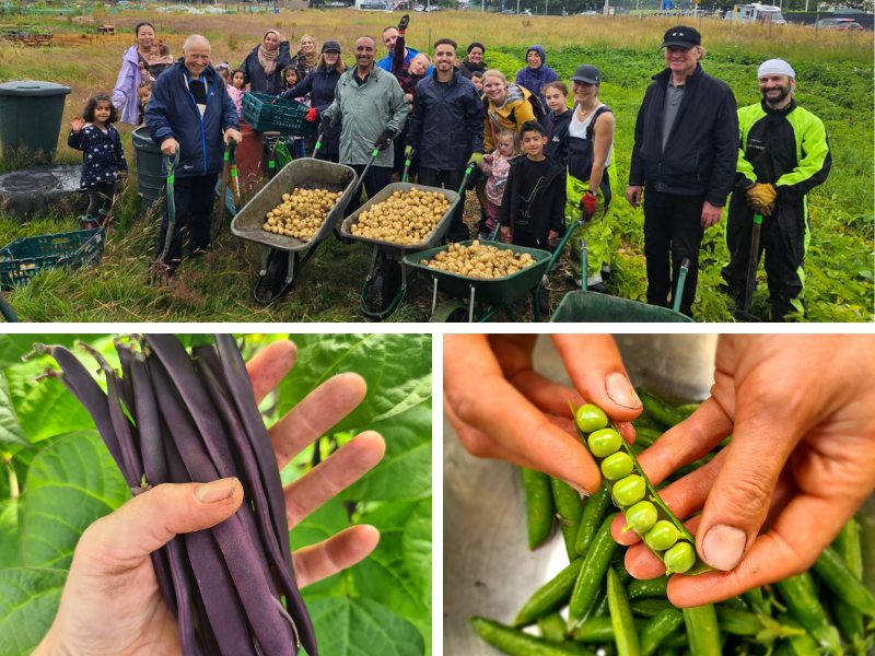 Website800x600pxTattie-beans-peas Three photos - one of a large group of people smiling with barrowloads of freshly harvested tatties, one with a hand holding beans in pods, and one with a hand holding one open pod of peas, with many more in a bowl
