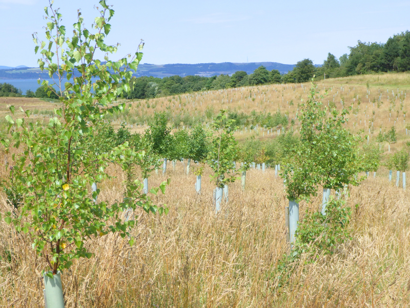 Leafy green trees growing above their tree guards at the farm