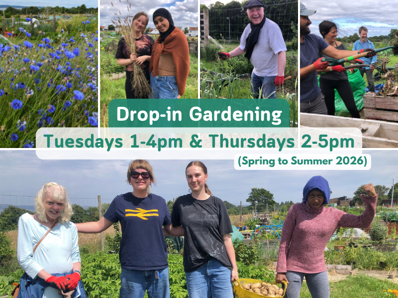 Five photos in the farm's Community Garden. Clockwise from top left: a closeup of an abundance of wildflowers with bees visible, and veg beds in the background. Two smiling people holding sheaves of wheat. A laughing person working a raised veg bed. Three laughing people forking compost material into open wooden bays. Four laughing and triumphant-looking people with a large bucket of freshly-harvested tatties. The text is repeated in the post