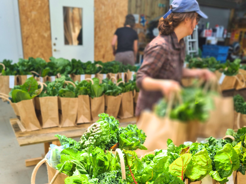 A photo of many veg bags lined up on tables in the pack shed, some being lifted by a farmer, all packed with bright green vegetables