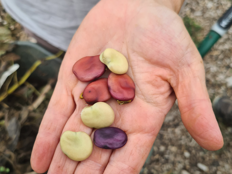 Website800x600px Beans