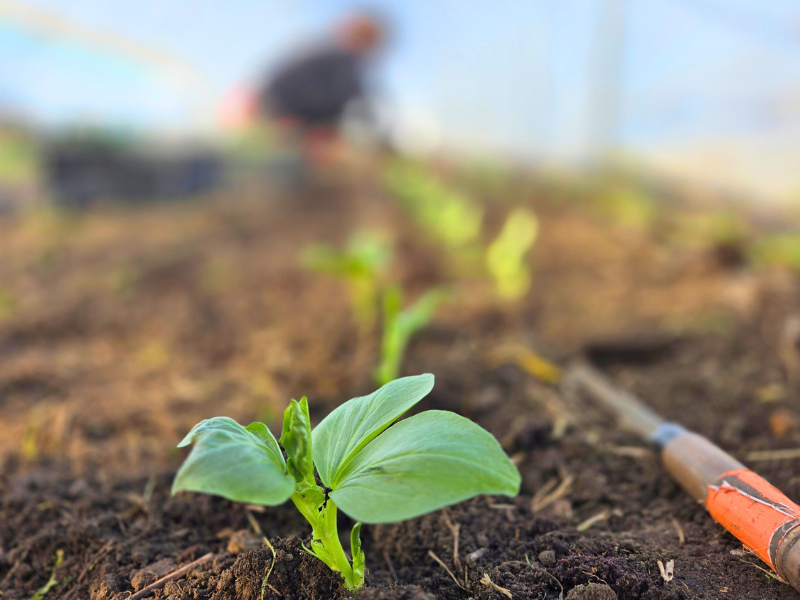 A closeup of a seedling in a polytunnel, with more in a row behind them, and a farm visible in the background