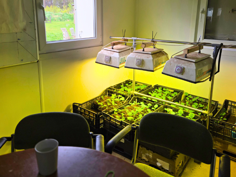 crates of seedlings growing under lamps in a corner of a portacabin office, with a table and chairs in the foreground