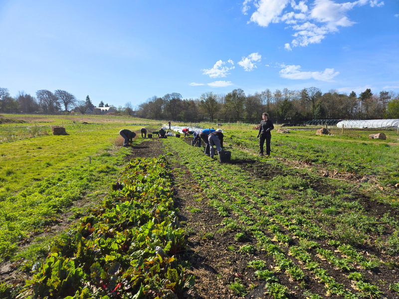 A group of volunteers working on a long planting bed, in the sunshine