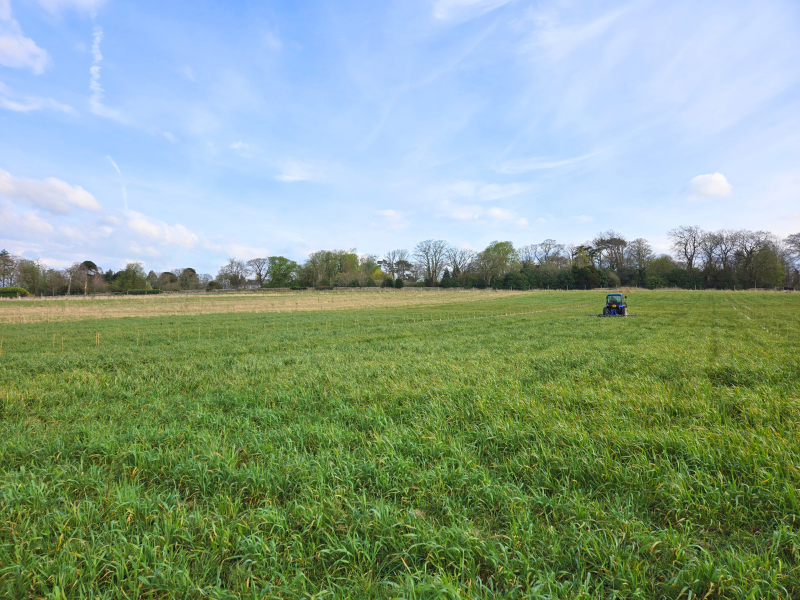 A photo of a tractor in the distance of a large wheat alley