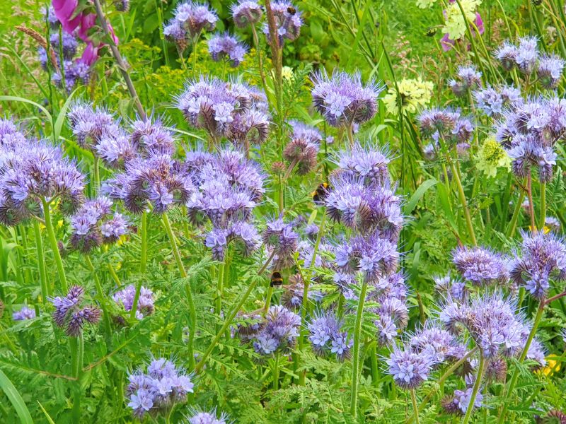 A closeup photo of a mix of wildflowers, with bees visiting the purple flowers