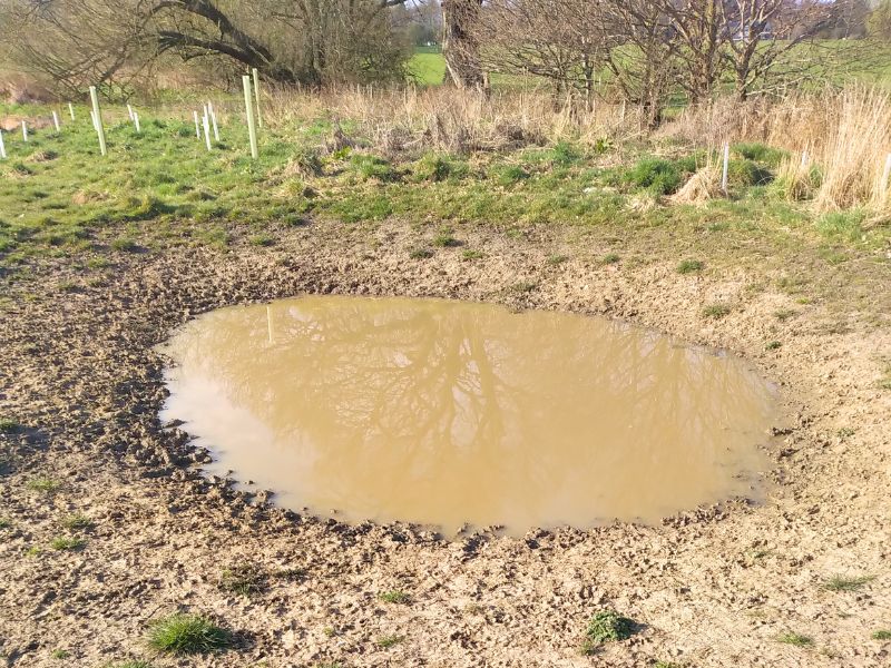 A very muddy pond showing no signs of life. The banks are totally churned up. Young trees in tree guards visible behind