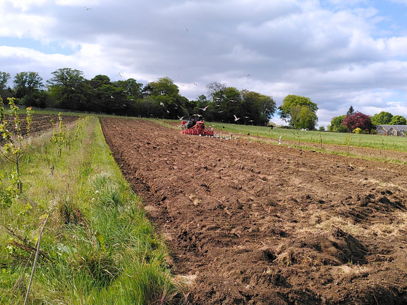 A large tractor sowing in the tree alleys, followed by gulls