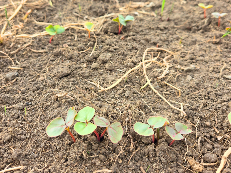 Closeup of very small green leaves emerging from the soil
