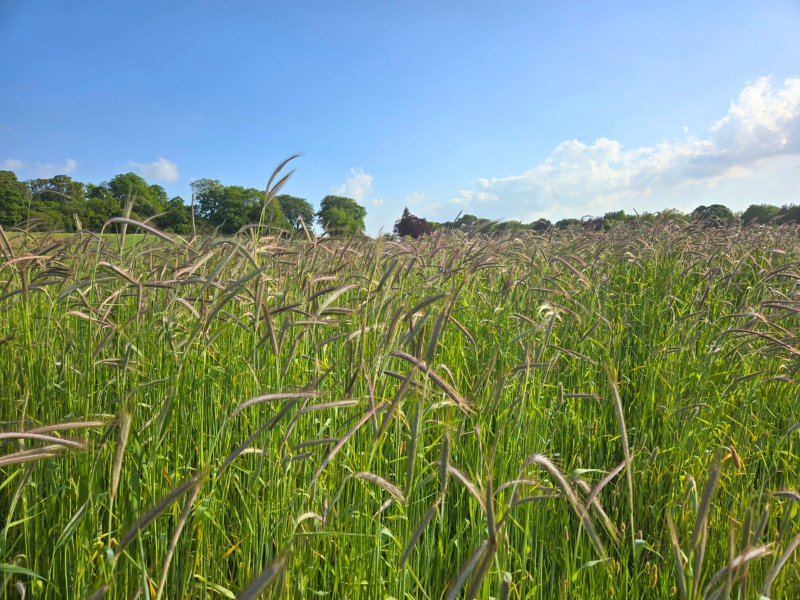 Photo of rye crop growing well