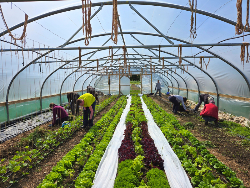 Photo of volunteers working in a polytunnel