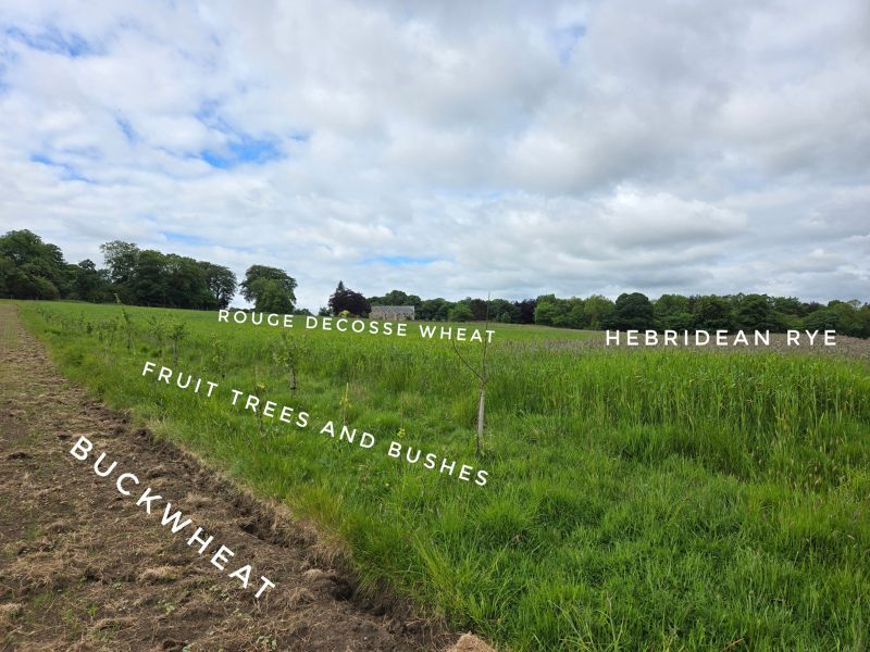 A photo showing a newly sown alley on the left, labelled 'Buckwheat', then a line of young trees amongst grass labelled 'Fruit trees & bushes', then two crops in the next alley, the one higher up the field labelled 'Rouge D'Ecosse wheat', and the other labelled 'Hebridean Rye'