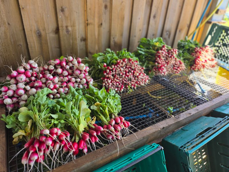 a photo of hundreds of radishes in bundles on a rack