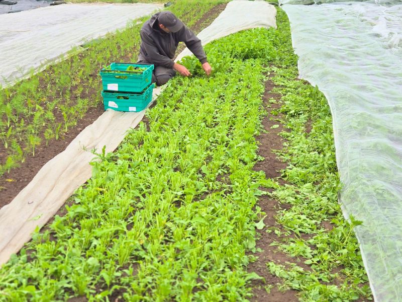 A photo of a farmer kneeling at the side of a long bed of rocket, cutting leaves and putting them into crates