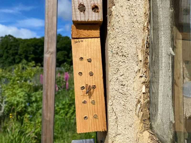 Two wooden 'bee hotel' boxes with most holes filled, attached to a mud, straw and lime wall, with wildflowers visible beyond.