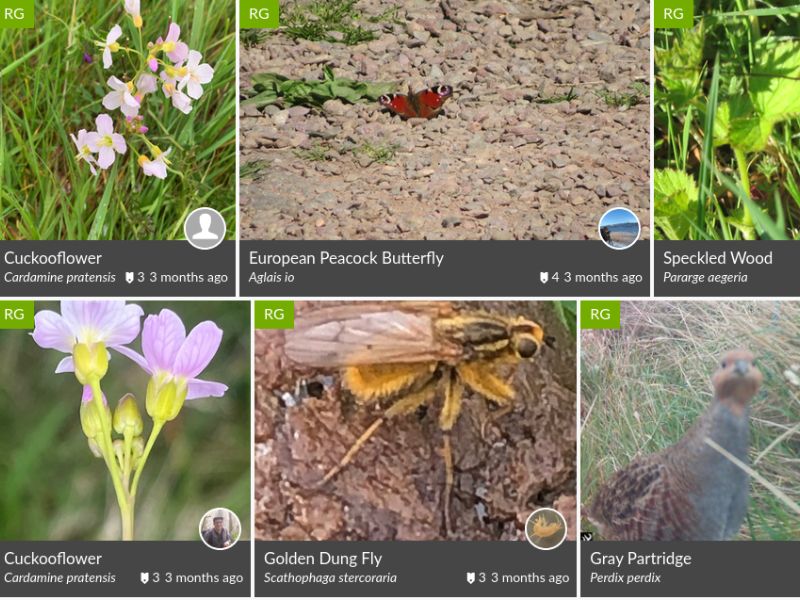 a screenshot from the an iNaturalist page showing an image and identification heading for cuckooflower, European Peacock Butterfly, Speckled Wood, Golden Dung Fly, Grey Partridge
