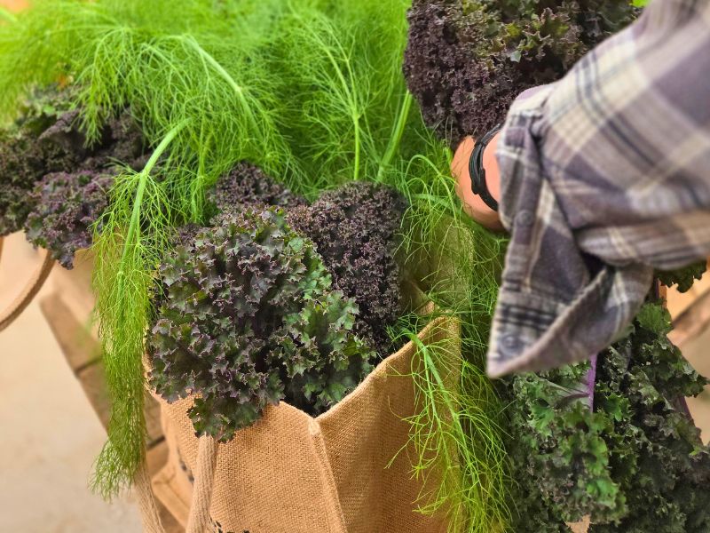 a photo of veg bags packed with bright leaves, and the arm of a person who is packing the bags