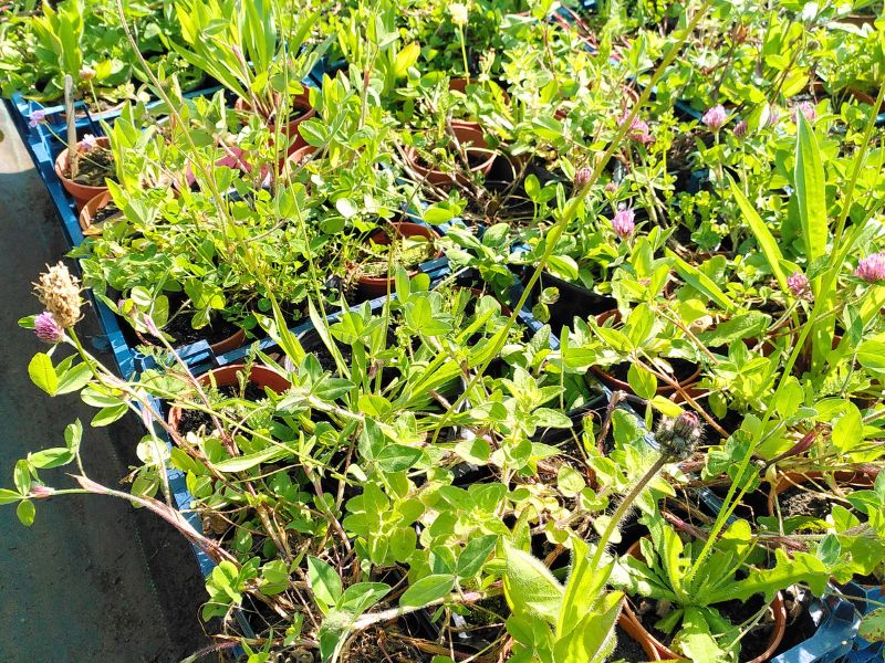 Many lush-looking individual wildflower plants growing in small pots, packed together into trays on a low table in the sunshine.