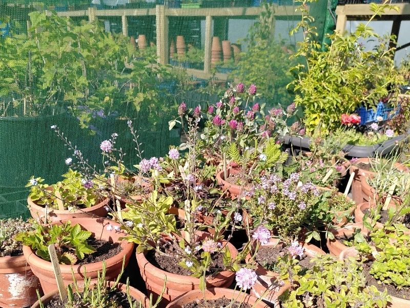Terracotta pots with individual wildflower plants packed onto a table outside a shade tunnel, with many more plants and pots inside.