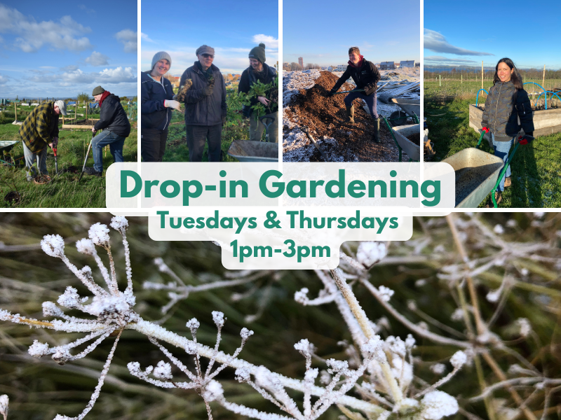 Smiling people doing different kinds of gardening tasks and one photo of frost-covered plants in the ground. The text reads: Drop-in Gardening Tuesdays & Thursdays 1pm-3pm